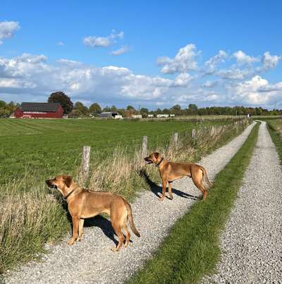 Rhodesian Ridgeback-Beitrag-Bild
