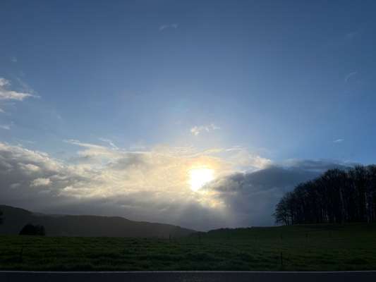 Rhodesian Ridgeback-Beitrag-Bild