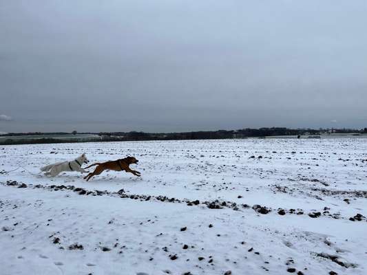 Rhodesian Ridgeback-Beitrag-Bild