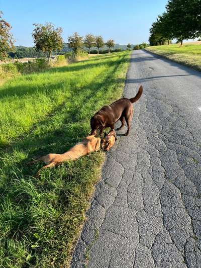 Rhodesian Ridgeback-Beitrag-Bild