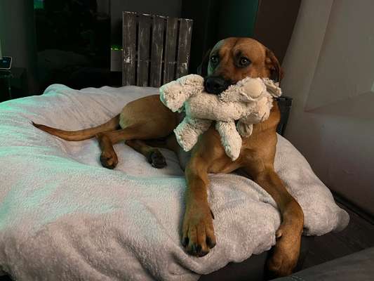 Rhodesian Ridgeback-Beitrag-Bild