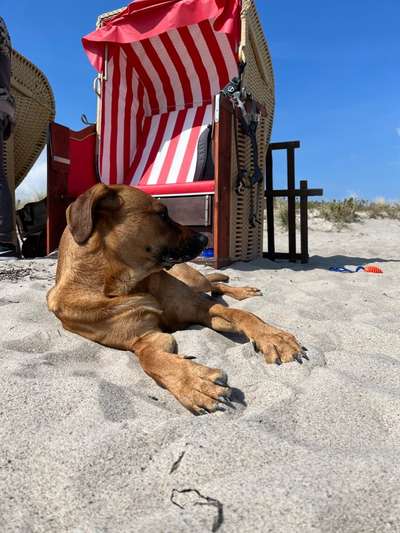 Rhodesian Ridgeback-Beitrag-Bild