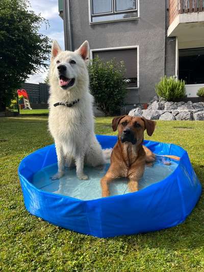 Rhodesian Ridgeback-Beitrag-Bild