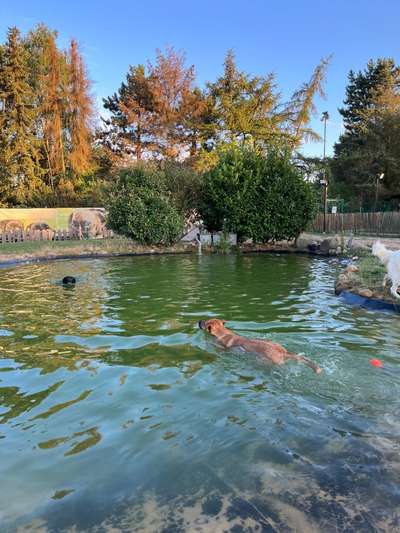 Rhodesian Ridgeback-Beitrag-Bild