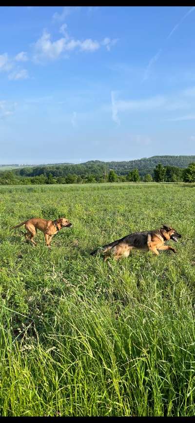Rhodesian Ridgeback-Beitrag-Bild