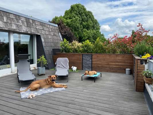 Rhodesian Ridgeback-Beitrag-Bild