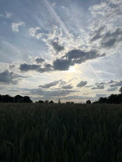 Rhodesian Ridgeback-Beitrag-Bild