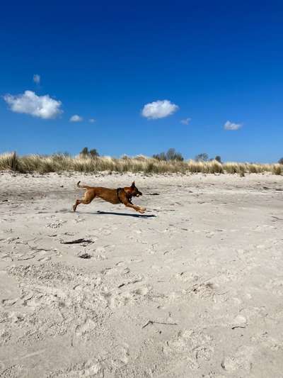 Rhodesian Ridgeback-Beitrag-Bild