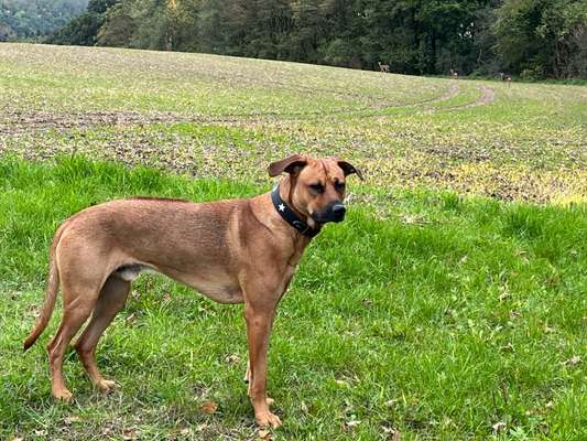 Rhodesian Ridgeback-Beitrag-Bild