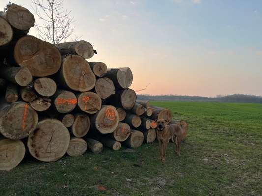 Rhodesian Ridgeback-Beitrag-Bild