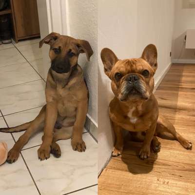 Rhodesian Ridgeback-Beitrag-Bild