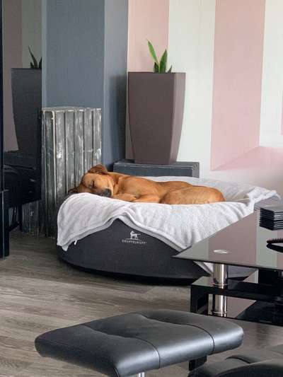 Rhodesian Ridgeback-Beitrag-Bild