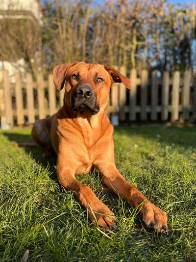 Rhodesian Ridgeback-Beitrag-Bild
