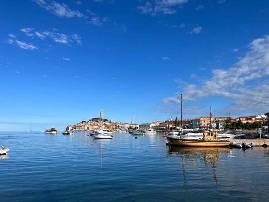 Rhodesian Ridgeback-Beitrag-Bild