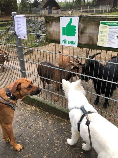 Rhodesian Ridgeback-Beitrag-Bild