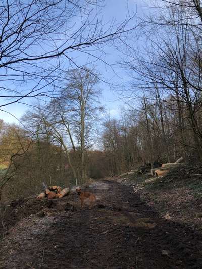 Rhodesian Ridgeback-Beitrag-Bild