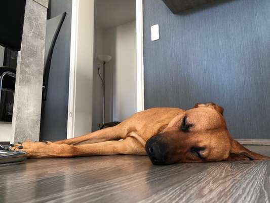 Rhodesian Ridgeback-Beitrag-Bild