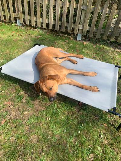 Rhodesian Ridgeback-Beitrag-Bild