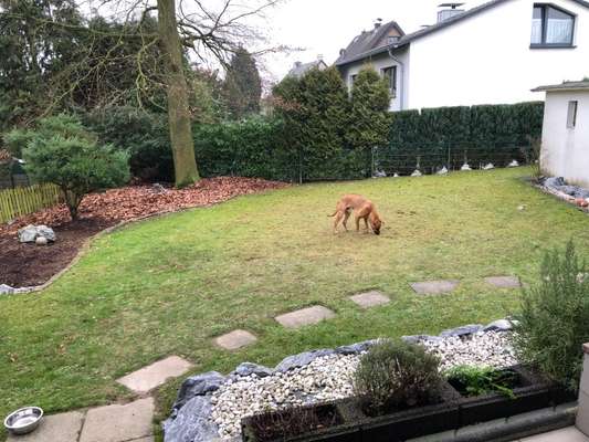 Rhodesian Ridgeback-Beitrag-Bild