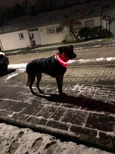 Rhodesian Ridgeback-Beitrag-Bild