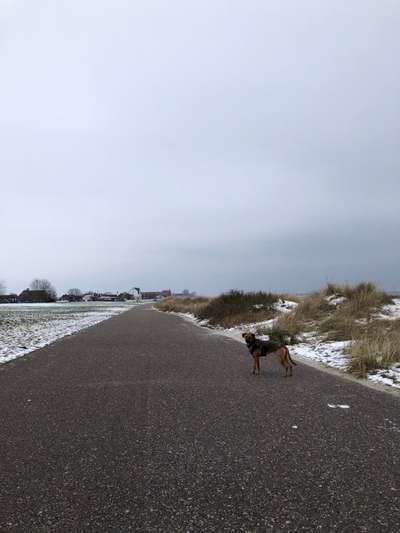 Rhodesian Ridgeback-Beitrag-Bild