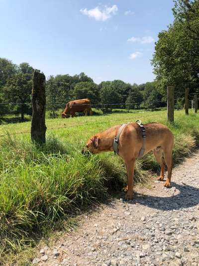 Rhodesian Ridgeback-Beitrag-Bild