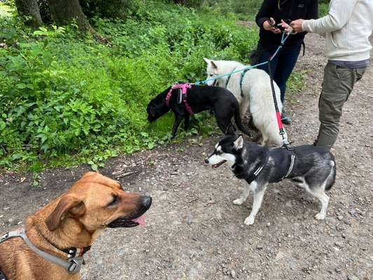 Rhodesian Ridgeback-Beitrag-Bild