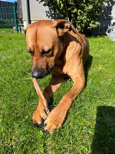 Rhodesian Ridgeback-Beitrag-Bild