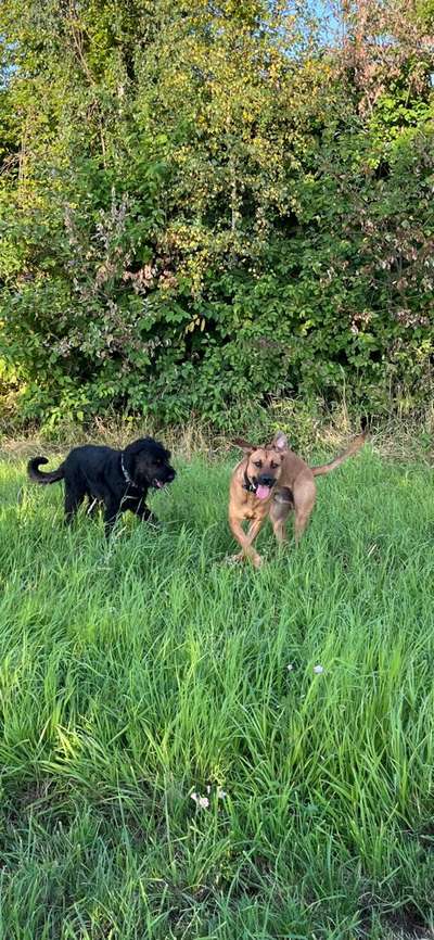 Rhodesian Ridgeback-Beitrag-Bild