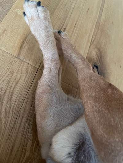 Rhodesian Ridgeback-Beitrag-Bild