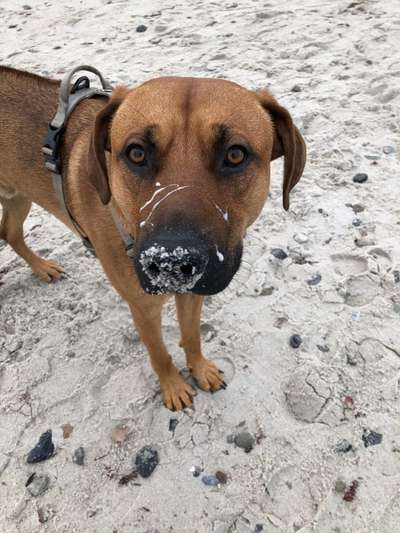 Rhodesian Ridgeback-Beitrag-Bild