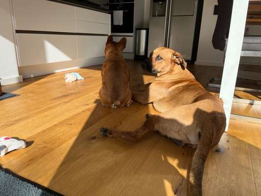 Rhodesian Ridgeback-Beitrag-Bild