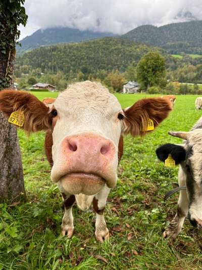 Rhodesian Ridgeback-Beitrag-Bild