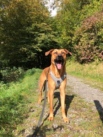 Rhodesian Ridgeback-Beitrag-Bild