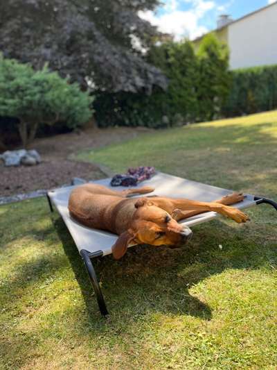 Rhodesian Ridgeback-Beitrag-Bild
