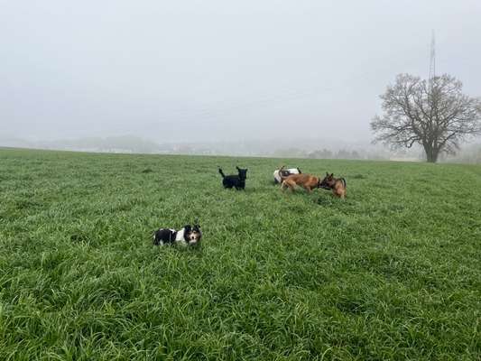 Rhodesian Ridgeback-Beitrag-Bild