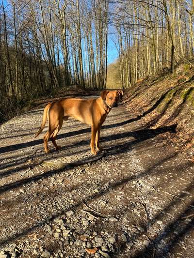 Rhodesian Ridgeback-Beitrag-Bild
