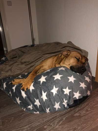 Rhodesian Ridgeback-Beitrag-Bild