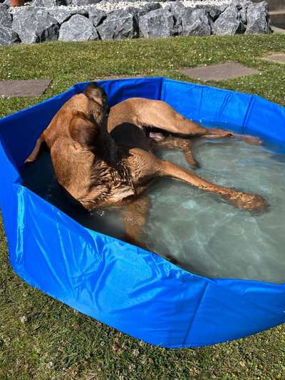 Rhodesian Ridgeback-Beitrag-Bild
