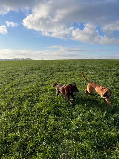 Rhodesian Ridgeback-Beitrag-Bild