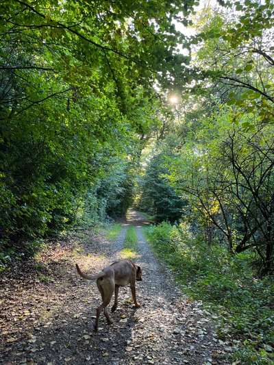 Rhodesian Ridgeback-Beitrag-Bild