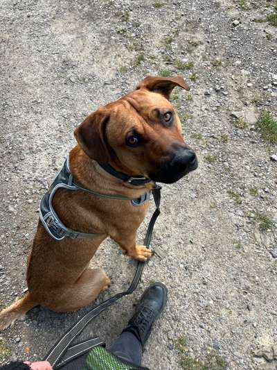 Rhodesian Ridgeback-Beitrag-Bild