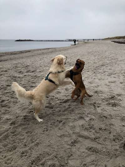 Rhodesian Ridgeback-Beitrag-Bild