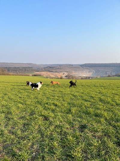 Rhodesian Ridgeback-Beitrag-Bild