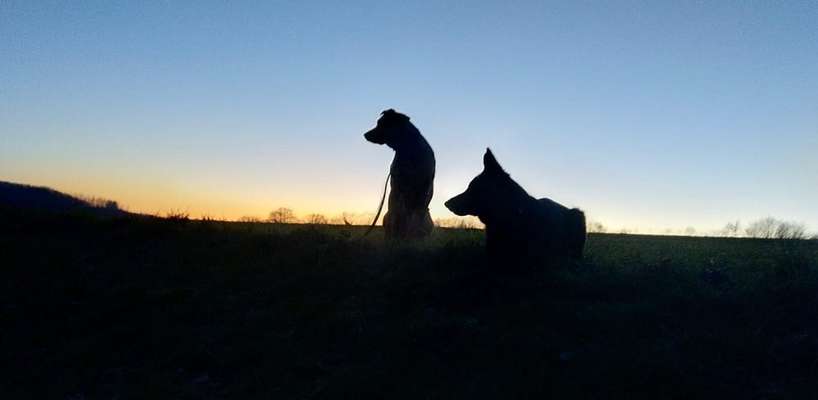 Rhodesian Ridgeback-Beitrag-Bild
