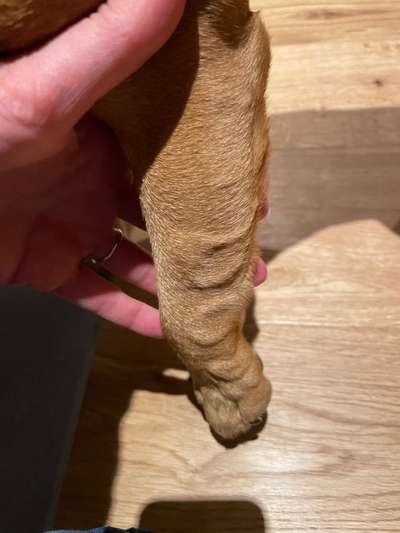 Rhodesian Ridgeback-Beitrag-Bild