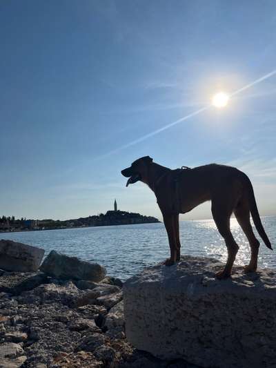 Rhodesian Ridgeback-Beitrag-Bild