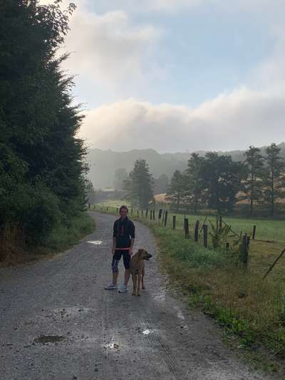 Rhodesian Ridgeback-Beitrag-Bild