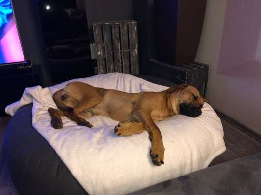 Rhodesian Ridgeback-Beitrag-Bild