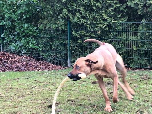 Rhodesian Ridgeback-Beitrag-Bild